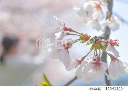 桜の花とつぼみ 123413004