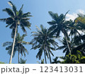 青空にそびえる南国のヤシの木  123413031