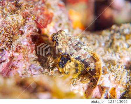 可愛いコウワンテグリ（ネズッポ科）の幼魚他。静岡県伊豆半島賀茂郡南伊豆町中木ヒリゾ浜2024年 123413093