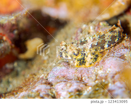 可愛いコウワンテグリ（ネズッポ科）の幼魚他。静岡県伊豆半島賀茂郡南伊豆町中木ヒリゾ浜2024年 123413095