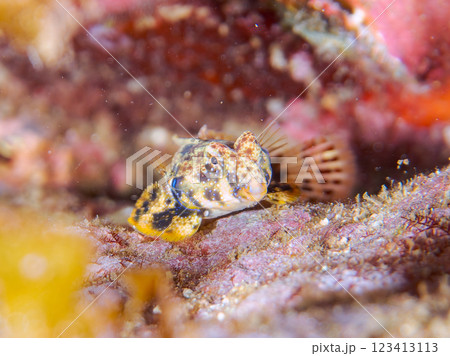 可愛いコウワンテグリ（ネズッポ科）の幼魚他。静岡県伊豆半島賀茂郡南伊豆町中木ヒリゾ浜2024年 123413113