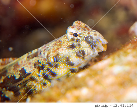 可愛いコウワンテグリ（ネズッポ科）の幼魚他。静岡県伊豆半島賀茂郡南伊豆町中木ヒリゾ浜2024年 123413114