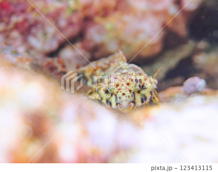 可愛いコウワンテグリ(ネズッポ科)の幼魚他。静岡県伊豆半島賀茂郡南伊豆町中木ヒリゾ浜2024年 可愛いコウワンテグリ(ネズッポ科)の幼魚他。静岡県伊豆半島賀茂郡南伊豆町中木ヒリゾ浜2024年 123413115