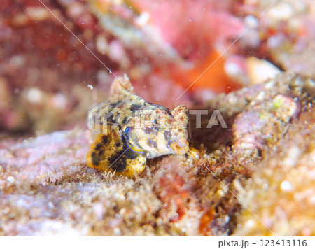 可愛いコウワンテグリ（ネズッポ科）の幼魚他。静岡県伊豆半島賀茂郡南伊豆町中木ヒリゾ浜2024年 123413116
