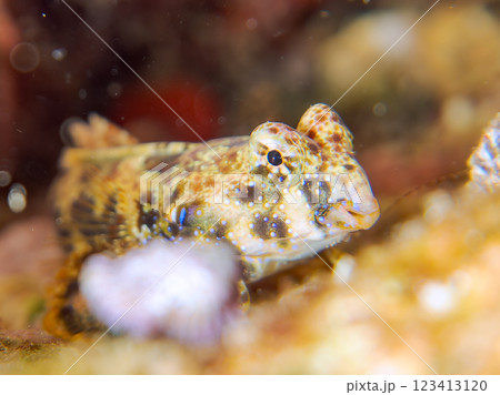 可愛いコウワンテグリ（ネズッポ科）の幼魚他。静岡県伊豆半島賀茂郡南伊豆町中木ヒリゾ浜2024年 123413120