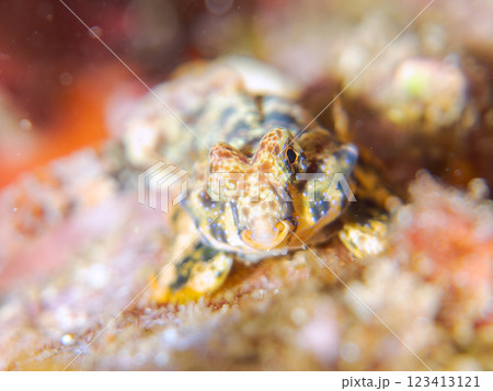 可愛いコウワンテグリ(ネズッポ科)の幼魚他。静岡県伊豆半島賀茂郡南伊豆町中木ヒリゾ浜2024年 可愛いコウワンテグリ(ネズッポ科)の幼魚他。静岡県伊豆半島賀茂郡南伊豆町中木ヒリゾ浜2024年 123413121