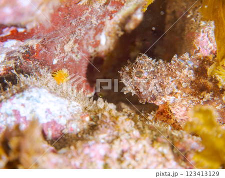 美しいコクチフサカサゴ（フサカサゴ科）の幼魚。静岡県伊豆半島賀茂郡南伊豆町中木ヒリゾ浜2024年 123413129