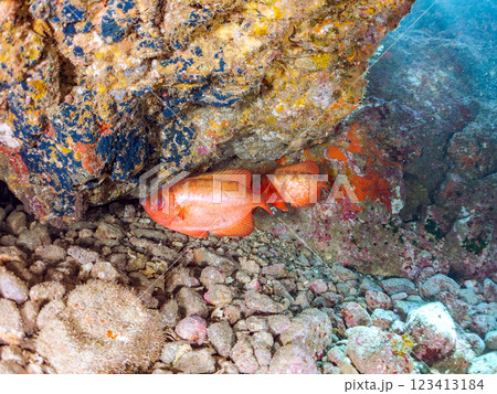 水中洞窟のゴマヒレキントキ、イシガキフグ、ミナミハタンポ他の群れ 伊豆半島賀茂郡南伊豆町中木ヒリゾ浜 水中洞窟のゴマヒレキントキ、イシガキフグ、ミナミハタンポ他の群れ 伊豆半島賀茂郡南伊豆町中木ヒリゾ浜 123413184