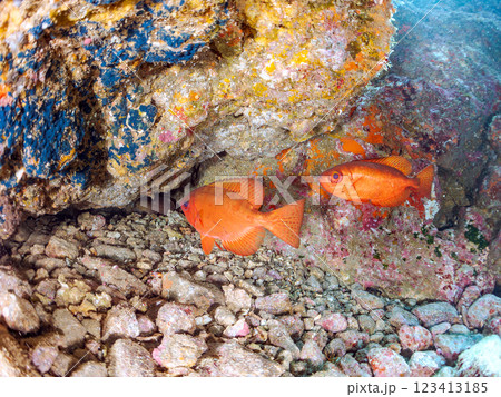 水中洞窟のゴマヒレキントキ、イシガキフグ、ミナミハタンポ他の群れ 伊豆半島賀茂郡南伊豆町中木ヒリゾ浜 水中洞窟のゴマヒレキントキ、イシガキフグ、ミナミハタンポ他の群れ 伊豆半島賀茂郡南伊豆町中木ヒリゾ浜 123413185