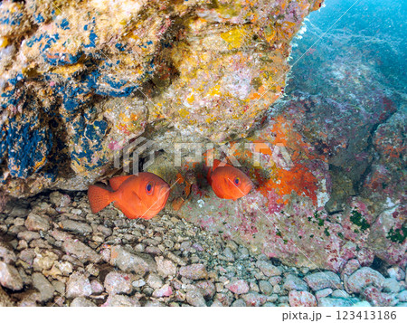 水中洞窟のゴマヒレキントキ、イシガキフグ、ミナミハタンポ他の群れ 伊豆半島賀茂郡南伊豆町中木ヒリゾ浜 水中洞窟のゴマヒレキントキ、イシガキフグ、ミナミハタンポ他の群れ 伊豆半島賀茂郡南伊豆町中木ヒリゾ浜 123413186