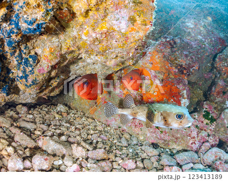 水中洞窟のゴマヒレキントキ、イシガキフグ、ミナミハタンポ他の群れ 伊豆半島賀茂郡南伊豆町中木ヒリゾ浜 123413189