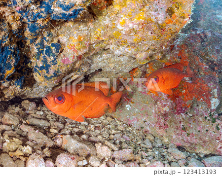 水中洞窟のゴマヒレキントキ、イシガキフグ、ミナミハタンポ他の群れ 伊豆半島賀茂郡南伊豆町中木ヒリゾ浜 123413193