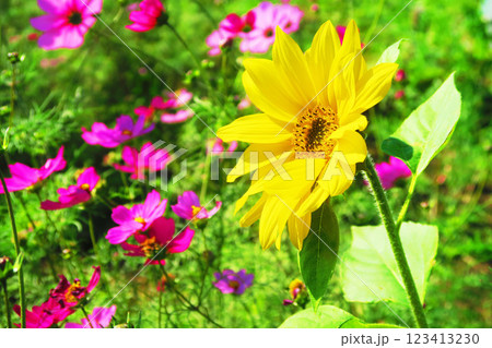 コスモスとひまわりが同時に咲いている秋の花畑の風景 123413230