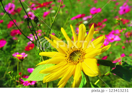 コスモスとひまわりが同時に咲いている秋の花畑の風景 コスモスとひまわりが同時に咲いている秋の花畑の風景 123413231
