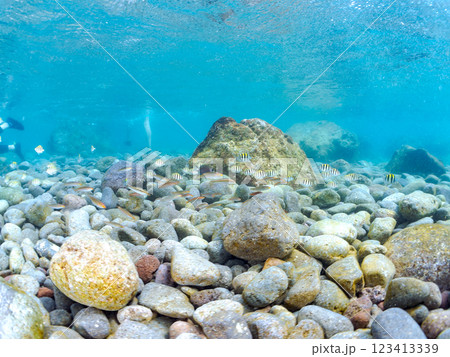 波打ち際の美しいオヤビッチャ（スズメダイ科）、シマハギ（ニザダイ科）他の幼魚の群れ。町中木ヒリゾ浜 123413339