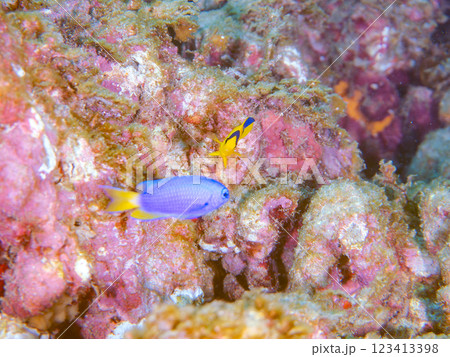 可愛いソメワケヤッコ(キンチャクダイ科)の幼魚他。 静岡県伊豆半島賀茂郡南伊豆町中木ヒリゾ浜2024 可愛いソメワケヤッコ(キンチャクダイ科)の幼魚他。 静岡県伊豆半島賀茂郡南伊豆町中木ヒリゾ浜2024 123413398