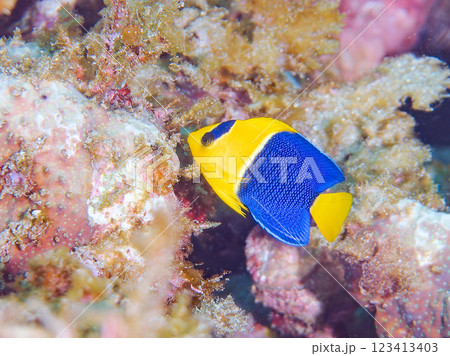 可愛いソメワケヤッコ(キンチャクダイ科)の幼魚他。 静岡県伊豆半島賀茂郡南伊豆町中木ヒリゾ浜2024 可愛いソメワケヤッコ(キンチャクダイ科)の幼魚他。 静岡県伊豆半島賀茂郡南伊豆町中木ヒリゾ浜2024 123413403