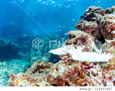 高海水温が続いているのでサンゴの白化現象が起きている。 サンゴに集まる、美しいソラスズメダイ他の群れ 高海水温が続いているのでサンゴの白化現象が起きている。 サンゴに集まる、美しいソラスズメダイ他の群れ 123413487