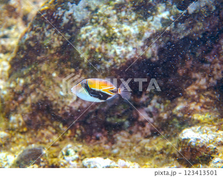 可愛いタスキモンガラ（モンガラカワハギ科）の幼魚他。ハワイの国魚である。賀茂郡南伊豆町中木ヒリゾ浜 123413501
