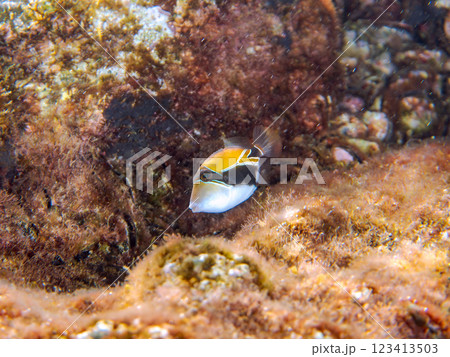 可愛いタスキモンガラ(モンガラカワハギ科)の幼魚他。ハワイの国魚である。賀茂郡南伊豆町中木ヒリゾ浜 可愛いタスキモンガラ(モンガラカワハギ科)の幼魚他。ハワイの国魚である。賀茂郡南伊豆町中木ヒリゾ浜 123413503