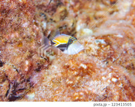 可愛いタスキモンガラ（モンガラカワハギ科）の幼魚他。ハワイの国魚である。賀茂郡南伊豆町中木ヒリゾ浜 123413505