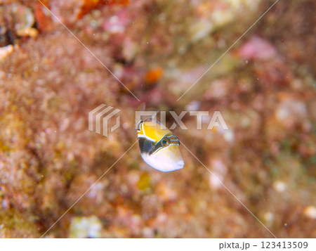 可愛いタスキモンガラ(モンガラカワハギ科)の幼魚他。ハワイの国魚である。賀茂郡南伊豆町中木ヒリゾ浜 可愛いタスキモンガラ(モンガラカワハギ科)の幼魚他。ハワイの国魚である。賀茂郡南伊豆町中木ヒリゾ浜 123413509