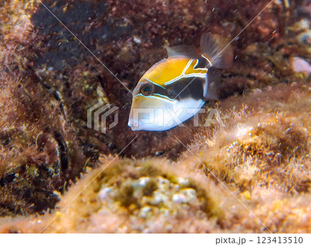 可愛いタスキモンガラ（モンガラカワハギ科）の幼魚他。ハワイの国魚である。賀茂郡南伊豆町中木ヒリゾ浜 123413510