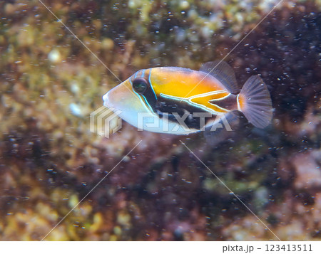 可愛いタスキモンガラ（モンガラカワハギ科）の幼魚他。ハワイの国魚である。賀茂郡南伊豆町中木ヒリゾ浜 123413511