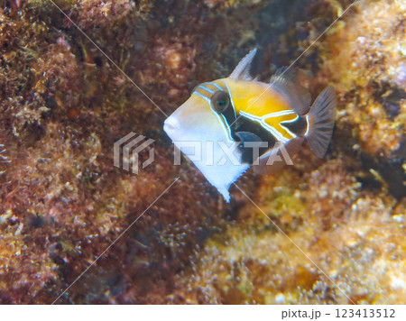 可愛いタスキモンガラ（モンガラカワハギ科）の幼魚他。ハワイの国魚である。賀茂郡南伊豆町中木ヒリゾ浜 123413512
