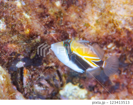 可愛いタスキモンガラ（モンガラカワハギ科）の幼魚他。ハワイの国魚である。賀茂郡南伊豆町中木ヒリゾ浜 123413513