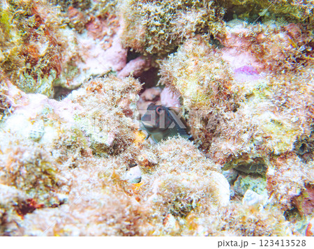 美しいテーブルサンゴと可愛いタテガミカエルウオの幼魚他。 静岡県伊豆半島賀茂郡南伊豆町中木ヒリゾ浜2 123413528