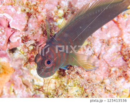 美しいテーブルサンゴと可愛いタテガミカエルウオの幼魚他。 静岡県伊豆半島賀茂郡南伊豆町中木ヒリゾ浜2 123413536