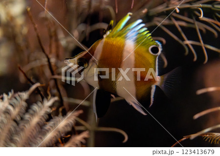 パンダゲンロクダイ 123413679