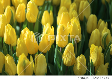 Yellow tulips blooming at ornamental garden in spring time, Flower background 123413735
