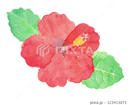 ハイビスカス　手描き水彩イラスト 123413871