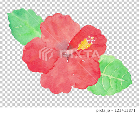 ハイビスカス　手描き水彩イラスト 123413871