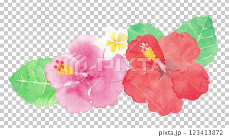 芙蓉手繪水彩插畫 123413872