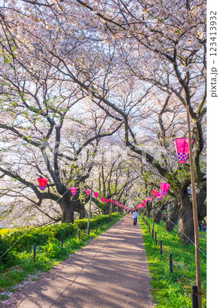 権現堂桜堤 権現堂桜堤 123413932