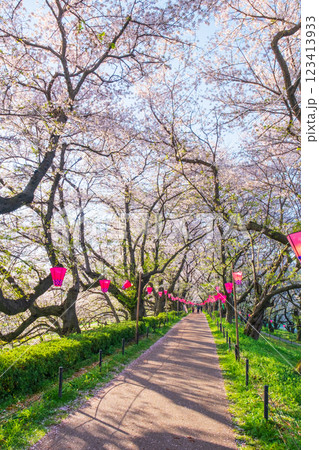 権現堂桜堤 権現堂桜堤 123413933