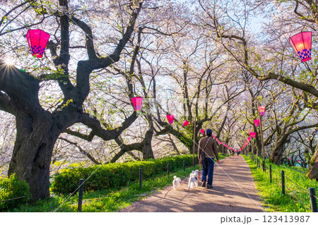 権現堂桜堤 権現堂桜堤 123413987