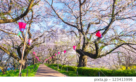 権現堂桜堤 権現堂桜堤 123413996