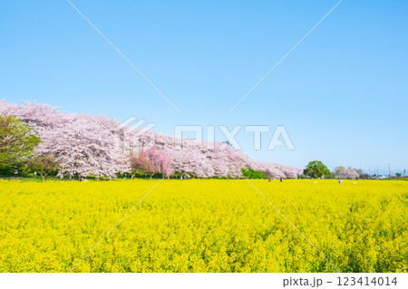 権現堂桜堤 権現堂桜堤 123414014