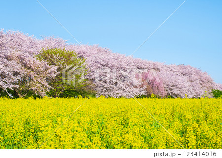 権現堂桜堤 123414016