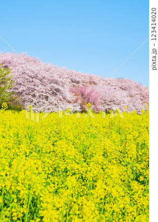 権現堂桜堤 権現堂桜堤 123414020