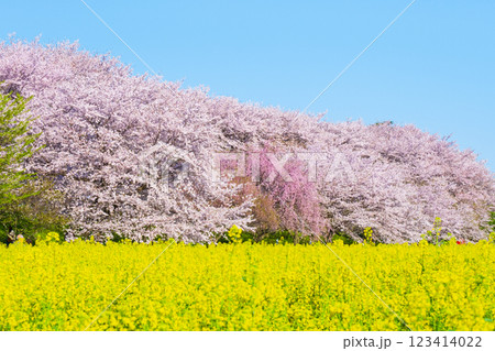権現堂桜堤 123414022