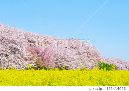 権現堂桜堤 権現堂桜堤 123414028
