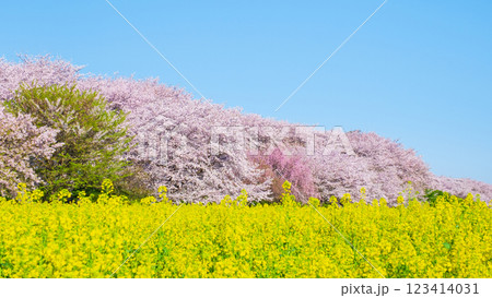 権現堂桜堤 権現堂桜堤 123414031