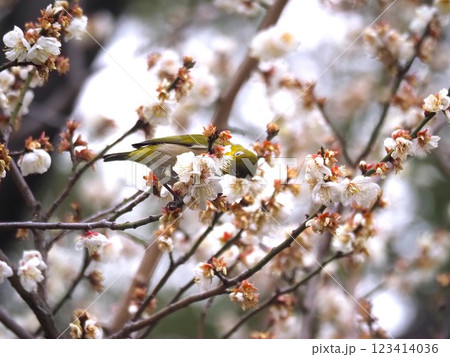 白梅の花の蜜を吸いに来たメジロ 123414036