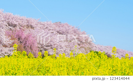 権現堂桜堤 権現堂桜堤 123414044