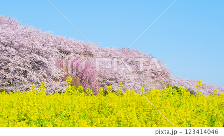 権現堂桜堤 123414046